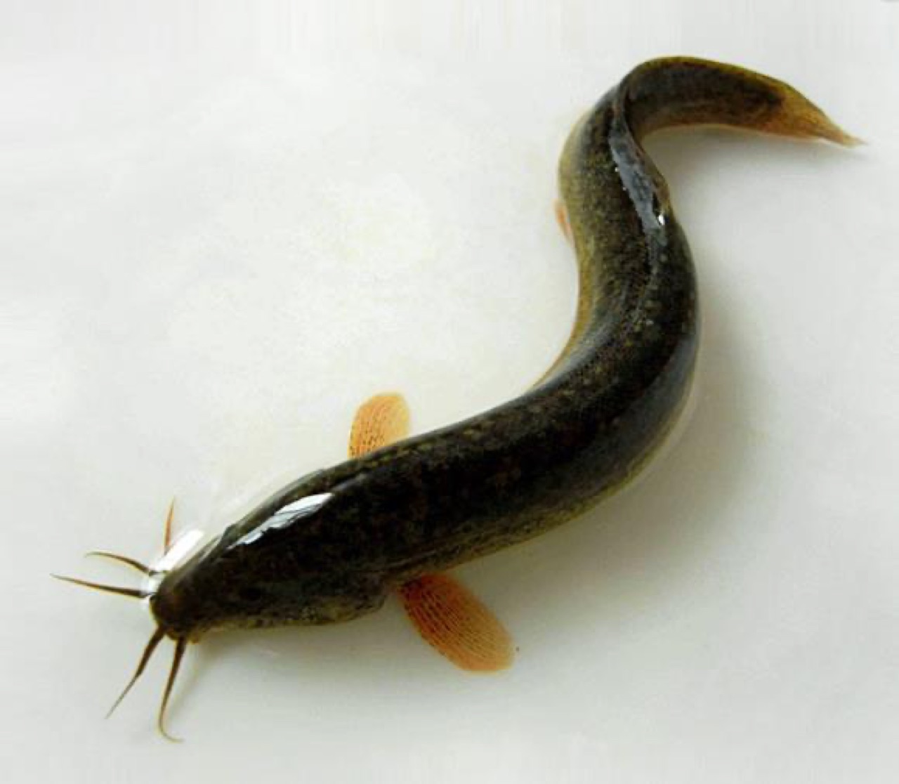 抓泥鳅